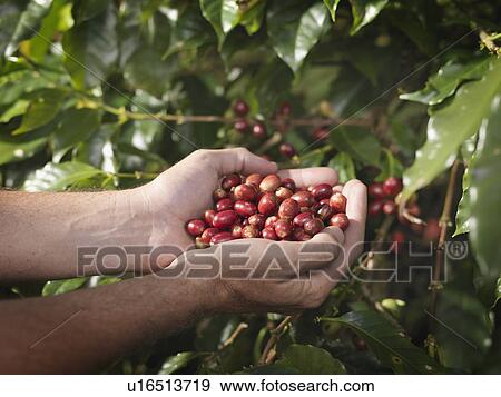 Hands Holding Coffee Beans View Large Photo Image Stock Photo - Hands Holding Coffee Beans. Fotosearch