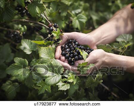 Hands Holding Harvested Blackcurrants View Large Photo Image Stock Photo - Hands Holding Harvested Blackcurrants. Fotosearch