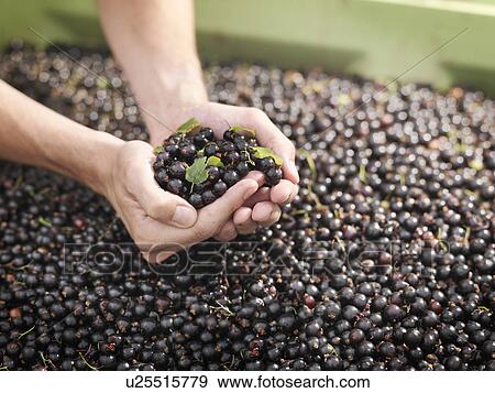 Hands Holding Harvested Blackcurrants View Large Photo Image Stock Photo - Hands Holding Harvested Blackcurrants. Fotosearch