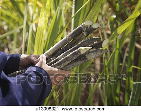 Hands Holding Harvested Sugar Cane View Large Photo Image Stock Image - Hands Holding Harvested Sugar Cane. Fotosearch