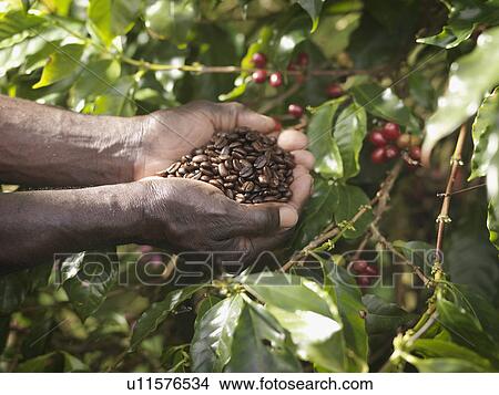 Hands Holding Roasted Coffee Beans View Large Photo Image Picture - Hands Holding Roasted Coffee Beans. Fotosearch