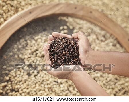Stock Image - Hands Holding Roasted Coffee Beans. Fotosearch