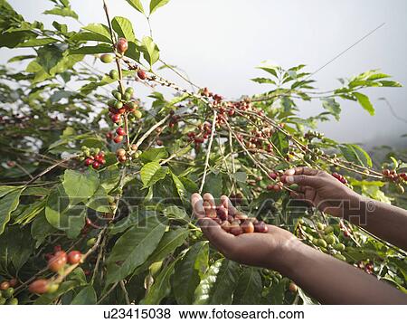 Hands Picking Coffee Beans View Large Photo Image Stock Photo - Hands Picking Coffee Beans. Fotosearch