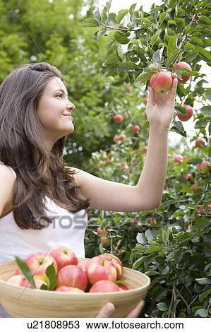 Harvest Time 01 View Large Photo Image Stock Image - Harvest Time 01. Fotosearch