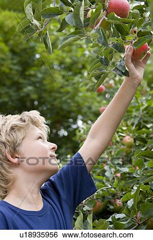 Stock Photograph - Harvest Time 02. Fotosearch