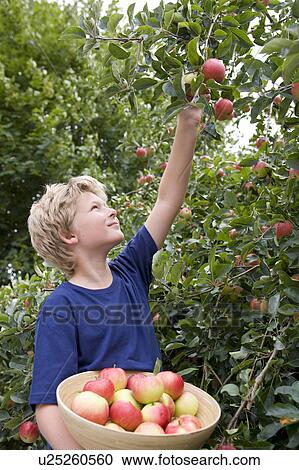 Harvest Time 03 View Large Photo Image Stock Image - Harvest Time 03. Fotosearch