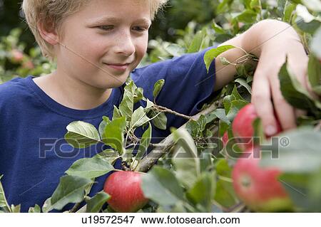 Harvest Time 04 View Large Photo Image Stock Photo - Harvest Time 04. Fotosearch