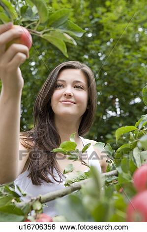 Harvest Time 06 View Large Photo Image Stock Photograph - Harvest Time 06. Fotosearch