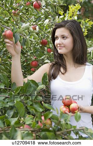 Harvest Time 08 View Large Photo Image Stock Photo - Harvest Time 08. Fotosearch