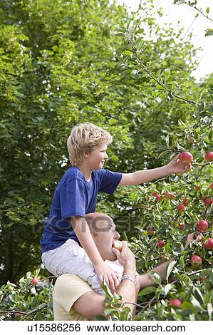 Harvest Time 11 View Large Photo Image Stock Photograph - Harvest Time 11. Fotosearch