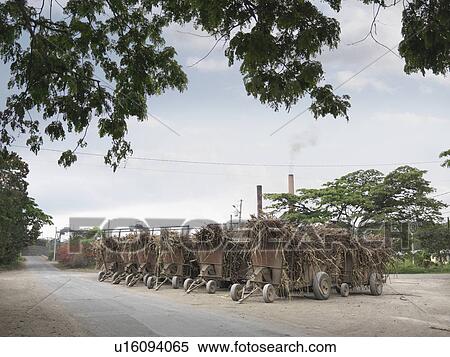 Stock Photography - Harvested Sugar Cane In Containers. Fotosearch