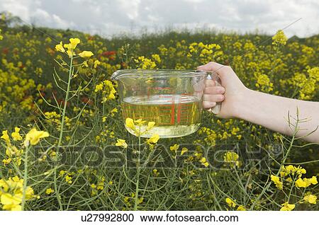 Stock Image - Jug of vegetable oil in field of oilseed. Fotosearch