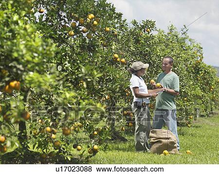 Male And Female Workers Picking Oranges View Large Photo Image Stock Photo - Male And Female Workers Picking Oranges. Fotosearch