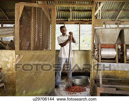 Male Coffee Worker With Coffee Beans View Large Photo Image Picture - Male Coffee Worker With Coffee Beans. Fotosearch