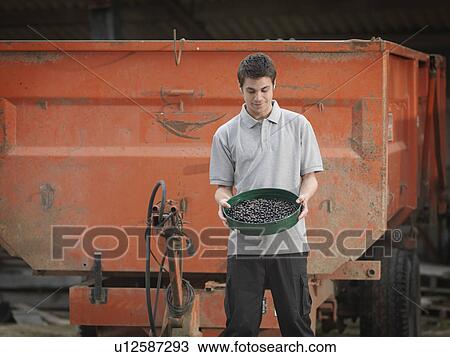 Stock Image - Man And Tray Of Harvested Black Currants. Fotosearch