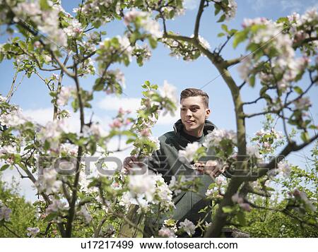 Man Cutting Apple Blossom In Orchard View Large Photo Image Stock Photo - Man Cutting Apple Blossom In Orchard. Fotosearch