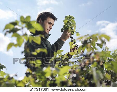 Man Harvesting Blackcurrants View Large Photo Image Stock Image - Man Harvesting Blackcurrants. Fotosearch