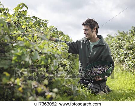 Man Harvesting Blackcurrants View Large Photo Image Stock Image - Man Harvesting Blackcurrants. Fotosearch
