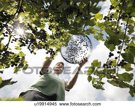 Stock Photography - Man Harvesting Blackcurrants. Fotosearch