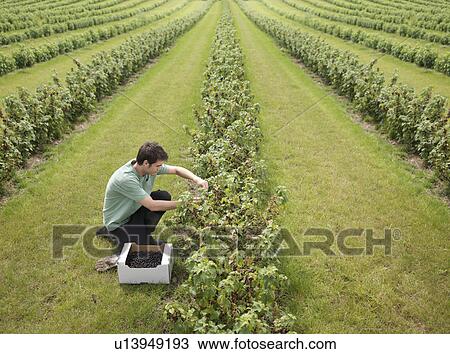 Stock Image - Man Harvesting In Blackcurrants Field. Fotosearch