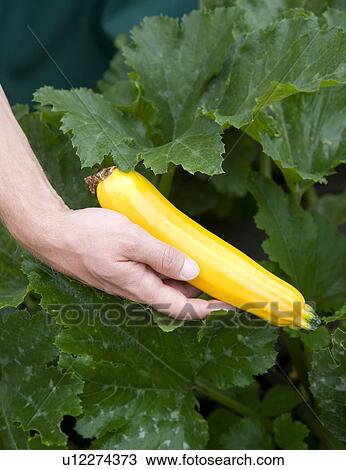 Stock Image - man harvesting yellow zucchini. Fotosearch
