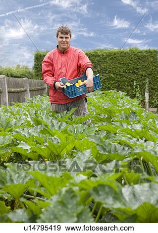 Stock Photo - man harvesting yellow zucchini. Fotosearch