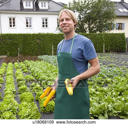 man harvesting yellow zucchini View Large Photo Image Stock Photo - man harvesting yellow zucchini. Fotosearch