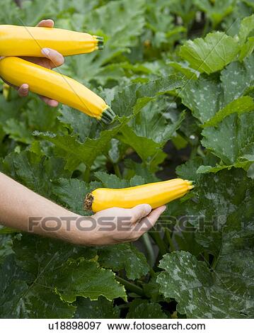 man harvesting yellow zucchini View Large Photo Image Stock Photo - man harvesting yellow zucchini. Fotosearch