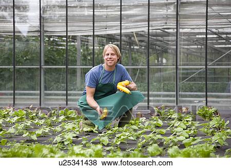 Stock Photo - man harvesting yellow zucchini. Fotosearch