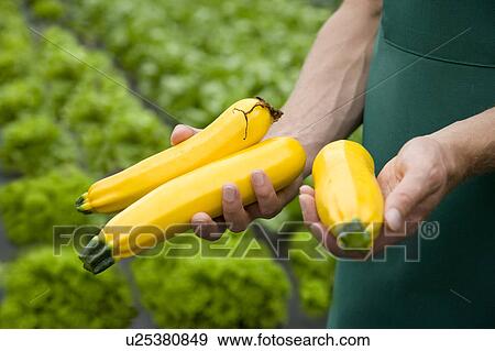 man harvesting yellow zucchini View Large Photo Image Stock Photo - man harvesting yellow zucchini. Fotosearch