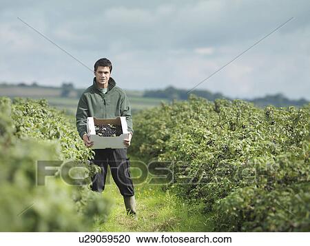 Stock Image - Man Holding Harvested Blackcurrants. Fotosearch