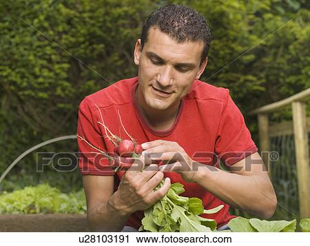 Stock Image - Man in garden collecting vegetables. Fotosearch