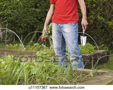 Man in garden planting View Large Photo Image Stock Photo - Man in garden planting. Fotosearch