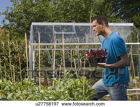 Man in garden planting View Large Photo Image Stock Photo - Man in garden planting. Fotosearch