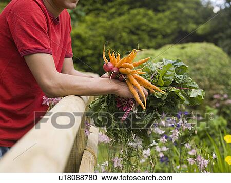 Man in garden with vegetable crop View Large Photo Image Stock Image - Man in garden with vegetable crop. Fotosearch