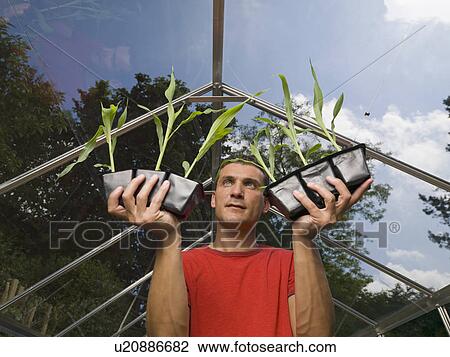 Stock Image - Man in greenhouse holding up plants. Fotosearch