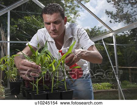 Man in greenhouse spraying plants View Large Photo Image Picture - Man in greenhouse spraying plants. Fotosearch