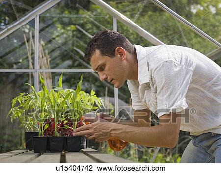Stock Image - Man in greenhouse spraying plants. Fotosearch