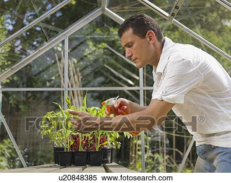 Stock Photography - Man in greenhouse spraying plants. Fotosearch