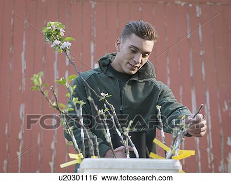Stock Photograph - Man Inspecting Apple Blossom Shoots. Fotosearch