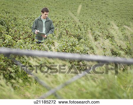Stock Image - Man Inspecting Blackcurrants In Field. Fotosearch