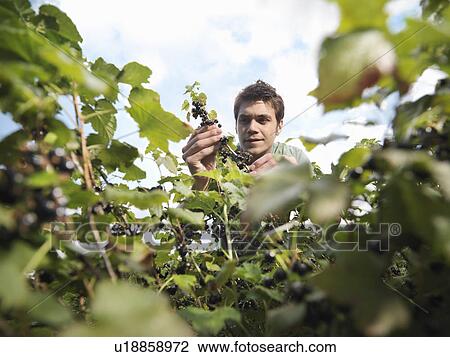 Stock Image - Man Inspecting Blackcurrants On Shrub. Fotosearch