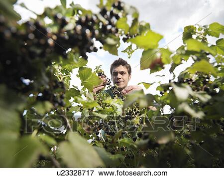 Man Inspecting Blackcurrants On Shrub View Large Photo Image Stock Photo - Man Inspecting Blackcurrants On Shrub. Fotosearch