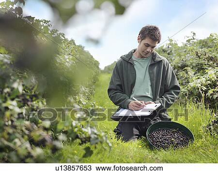Stock Image - Man Inspecting Harvested Blackcurrants. Fotosearch