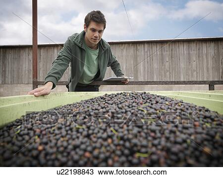 Stock Image - Man Inspecting Harvested Blackcurrants. Fotosearch