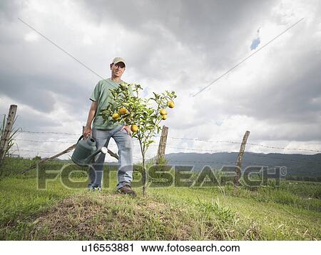 Man Watering A Young Orange Tree View Large Photo Image Stock Image - Man Watering A Young Orange Tree. Fotosearch