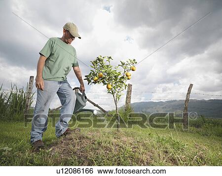 Man Watering A Young Orange Tree View Large Photo Image Stock Photograph - Man Watering A Young Orange Tree. Fotosearch