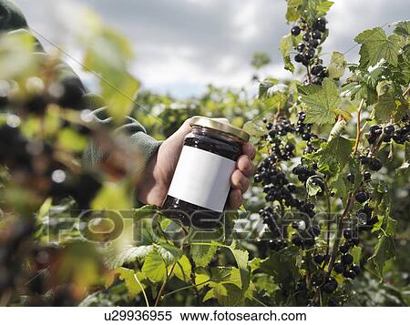 Stock Photography - Man With Blackcurrant Jam In Field. Fotosearch