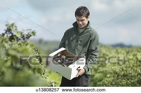 Man With Box Of Harvested Blackcurrants View Large Photo Image Stock Photo - Man With Box Of Harvested Blackcurrants. Fotosearch