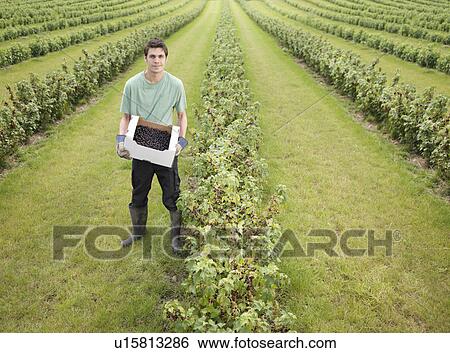 Man With Box Of Harvested Blackcurrants View Large Photo Image Stock Photograph - Man With Box Of Harvested Blackcurrants. Fotosearch